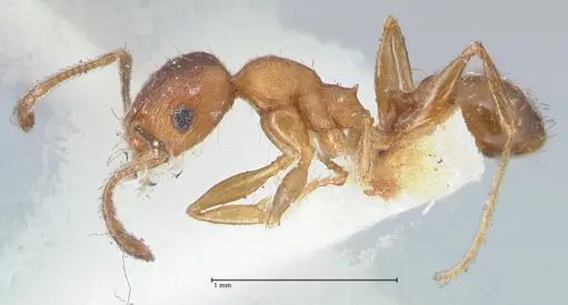 Pheidole pilifera specimen FOCOL1558 image focol1558_3