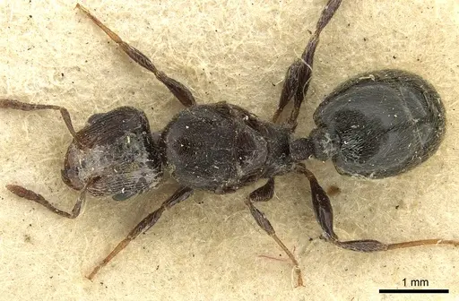 Pheidole piliventris specimen CASENT0901610 image casent0901610_1