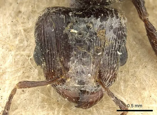 Pheidole piliventris specimen CASENT0901610 image casent0901610_2