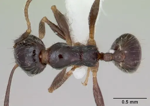 Pheidole pilosior specimen CASENT0172978 image casent0172978_1