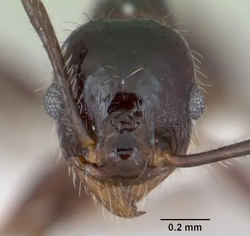 Pheidole pilosior specimen CASENT0172978 image casent0172978_2