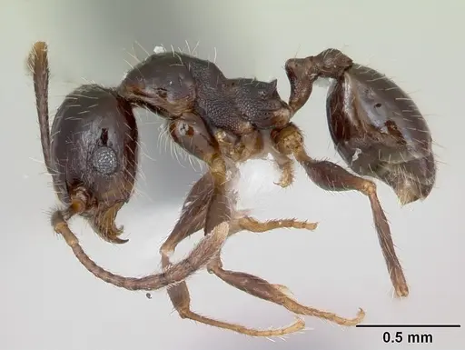 Pheidole pilosior specimen CASENT0172978 image casent0172978_3
