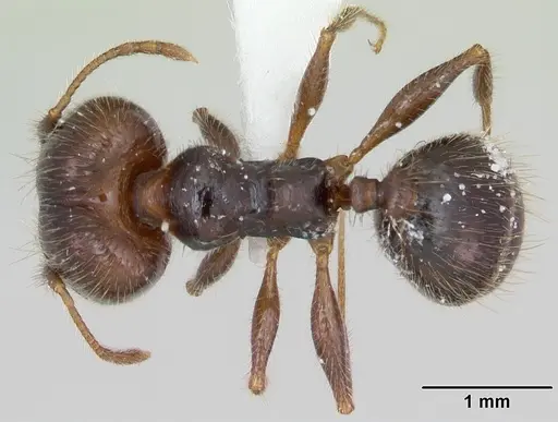 Pheidole pilosior specimen CASENT0172979 image casent0172979_1