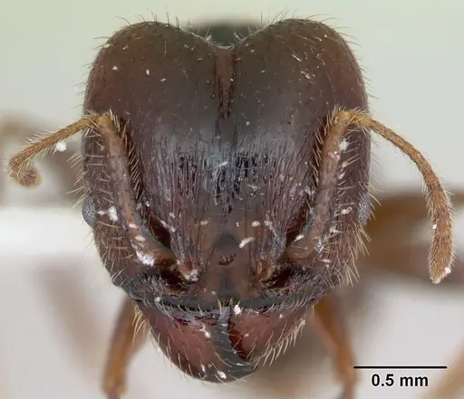 Pheidole pilosior specimen CASENT0172979 image casent0172979_2