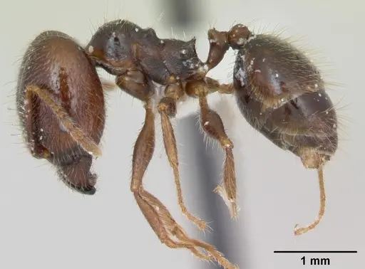 Pheidole pilosior specimen CASENT0172979 image casent0172979_3