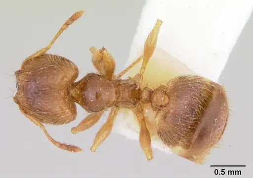 Pheidole pinealis specimen CASENT0103477 image casent0103477_1