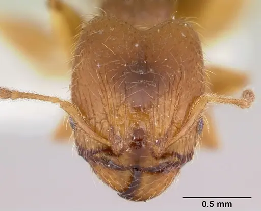 Pheidole pinealis specimen CASENT0103477 image casent0103477_2