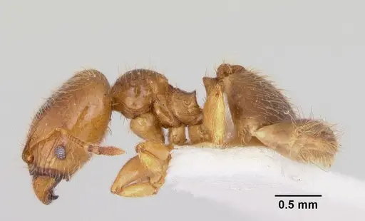 Pheidole pinealis specimen CASENT0103477 image casent0103477_3