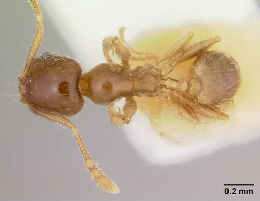 Pheidole pinealis specimen CASENT0103478 image casent0103478_1