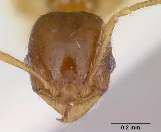 Pheidole pinealis specimen CASENT0103478 image casent0103478_2