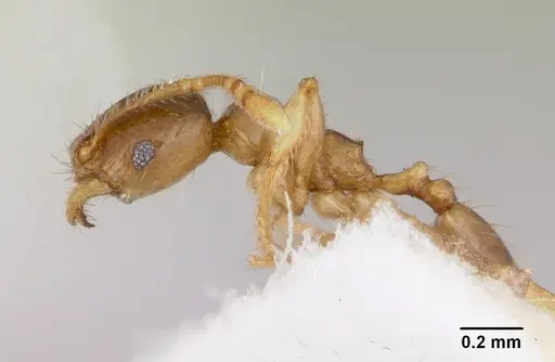 Pheidole pinealis specimen CASENT0103478 image casent0103478_3