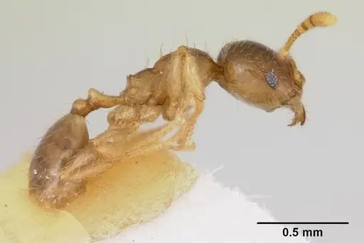 Pheidole pinealis specimen CASENT0103478 image casent0103478_4