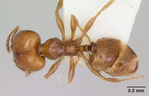 Pheidole pinealis specimen CASENT0103479 image casent0103479_1