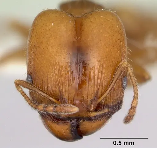 Pheidole pinealis specimen CASENT0103479 image casent0103479_2