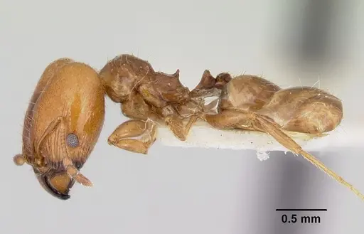 Pheidole pinealis specimen CASENT0103479 image casent0103479_3