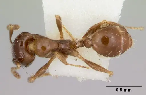 Pheidole pinealis specimen CASENT0103480 image casent0103480_1