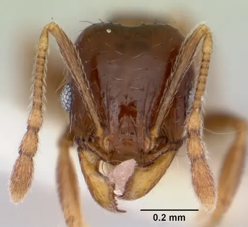 Pheidole pinealis specimen CASENT0103480 image casent0103480_2