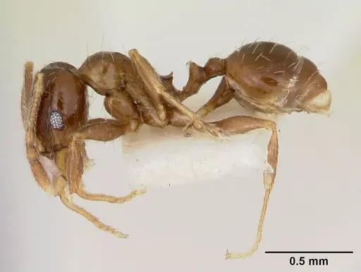 Pheidole pinealis specimen CASENT0103480 image casent0103480_3