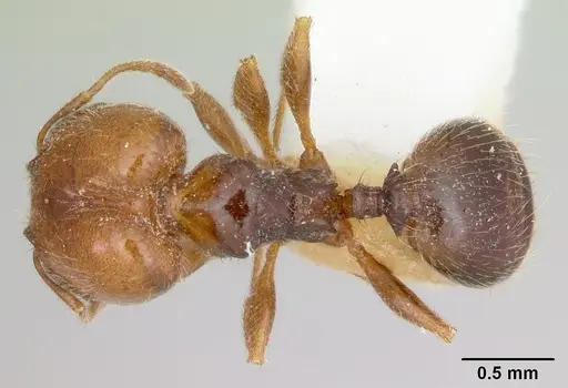 Pheidole pinealis specimen CASENT0103481 image casent0103481_1