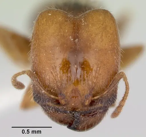 Pheidole pinealis specimen CASENT0103481 image casent0103481_2