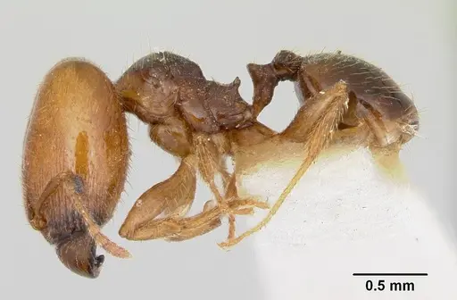Pheidole pinealis specimen CASENT0103481 image casent0103481_3