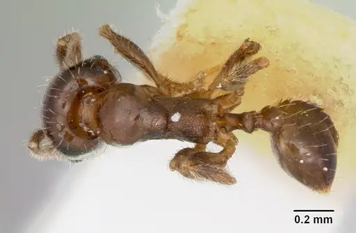 Pheidole pinealis specimen CASENT0103482 image casent0103482_1