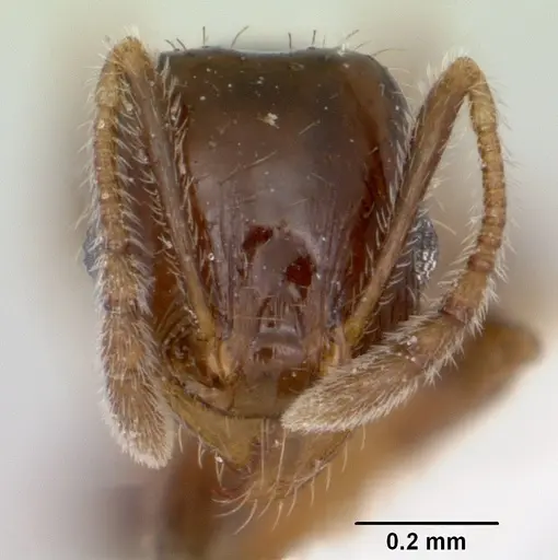 Pheidole pinealis specimen CASENT0103482 image casent0103482_2