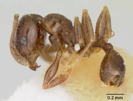 Pheidole pinealis specimen CASENT0103482 image casent0103482_3