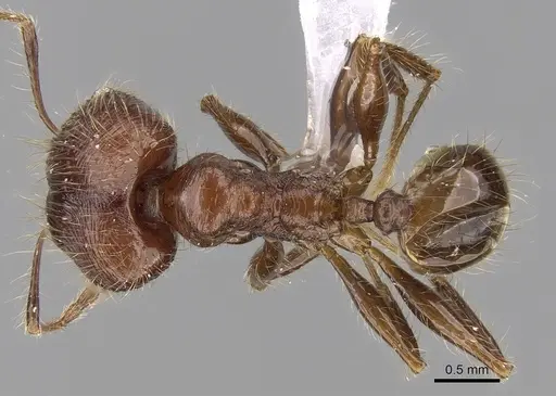 Pheidole plagiaria specimen CASENT0281714 image casent0281714_1