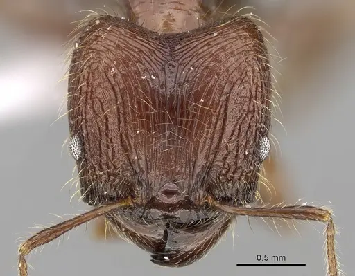Pheidole plagiaria specimen CASENT0281714 image casent0281714_2