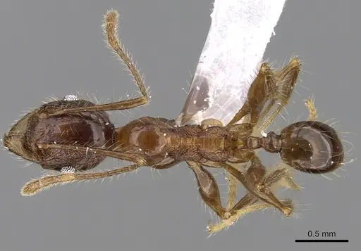 Pheidole plagiaria specimen CASENT0281715 image casent0281715_1