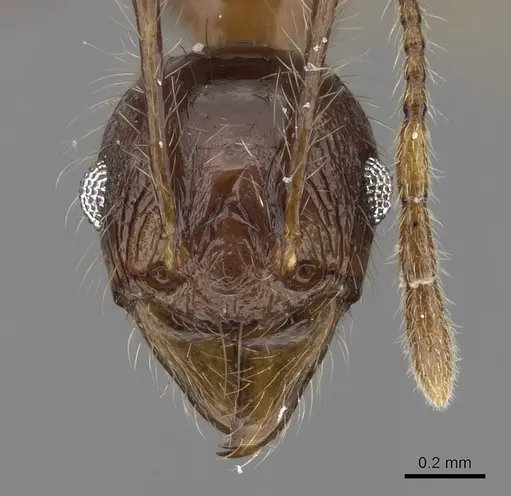 Pheidole plagiaria specimen CASENT0281715 image casent0281715_2