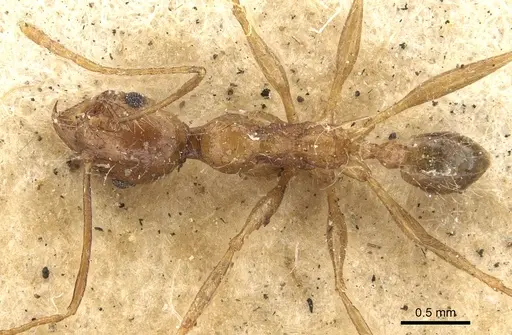 Pheidole plagiaria specimen CASENT0901405 image casent0901405_1