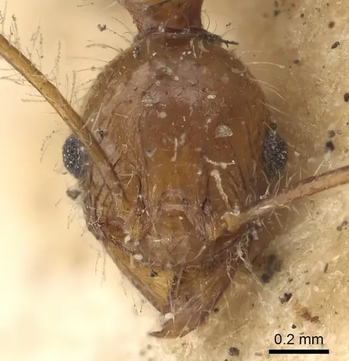 Pheidole plagiaria specimen CASENT0901405 image casent0901405_2