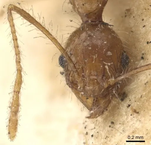 Pheidole plagiaria specimen CASENT0901405 image casent0901405_3