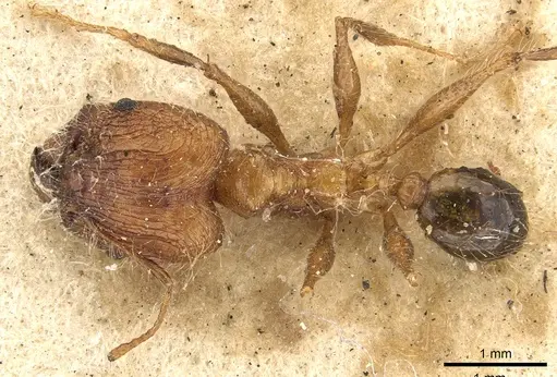 Pheidole plagiaria specimen CASENT0901406 image casent0901406_1