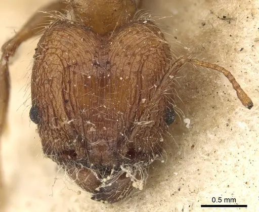 Pheidole plagiaria specimen CASENT0901406 image casent0901406_2