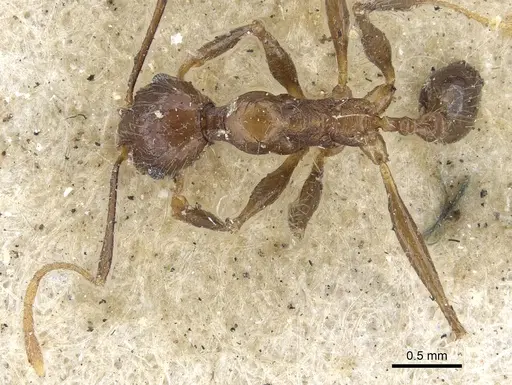 Pheidole plagiaria specimen CASENT0901514 image casent0901514_1