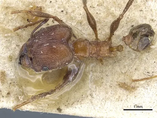Pheidole plagiaria specimen CASENT0901515 image casent0901515_2