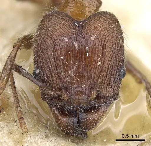 Pheidole plagiaria specimen CASENT0901515 image casent0901515_3