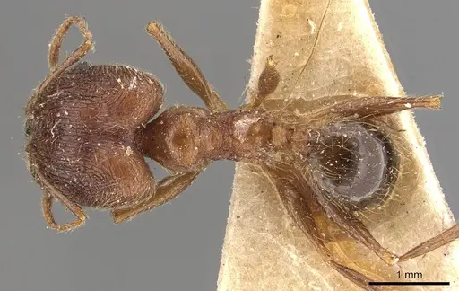 Pheidole plagiaria specimen CASENT0907932 image casent0907932_1