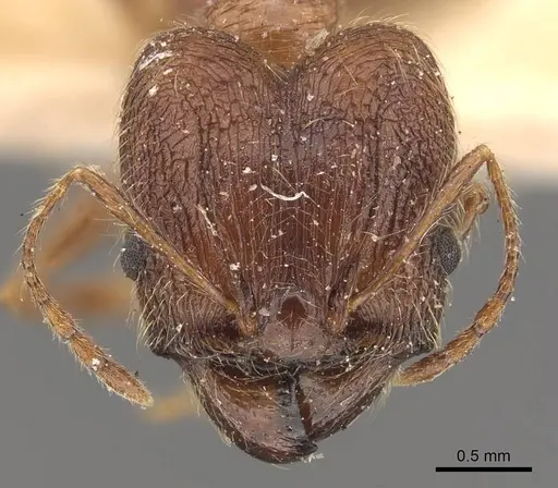 Pheidole plagiaria specimen CASENT0907932 image casent0907932_2