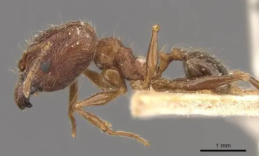 Pheidole plagiaria specimen CASENT0907932 image casent0907932_3