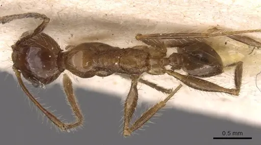 Pheidole plagiaria specimen CASENT0907935 image casent0907935_1