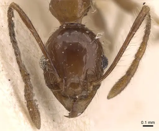Pheidole plagiaria specimen CASENT0907935 image casent0907935_2
