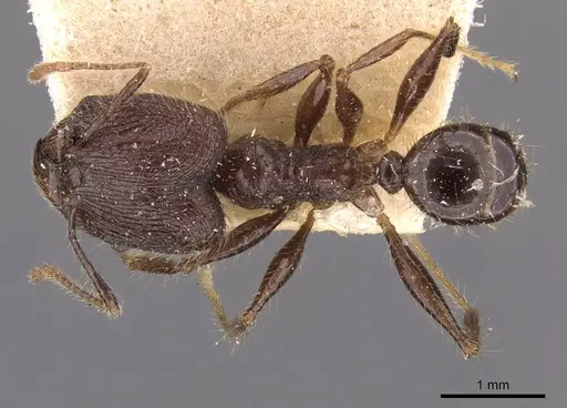 Pheidole plagiaria specimen CASENT0907936 image casent0907936_1