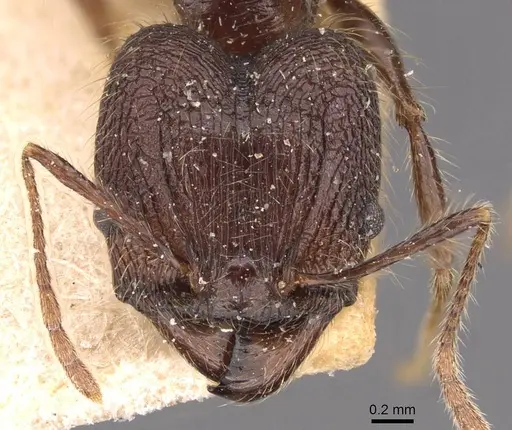 Pheidole plagiaria specimen CASENT0907936 image casent0907936_2