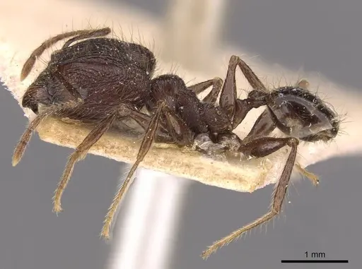 Pheidole plagiaria specimen CASENT0907936 image casent0907936_3