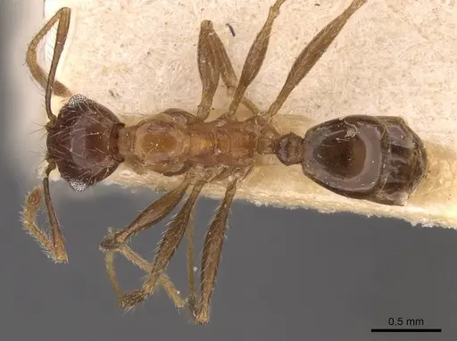 Pheidole plagiaria specimen CASENT0907937 image casent0907937_1