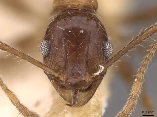 Pheidole plagiaria specimen CASENT0907937 image casent0907937_2